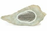 Lower Cambrian Trilobite (Longianda) - Issafen, Morocco #234555-1